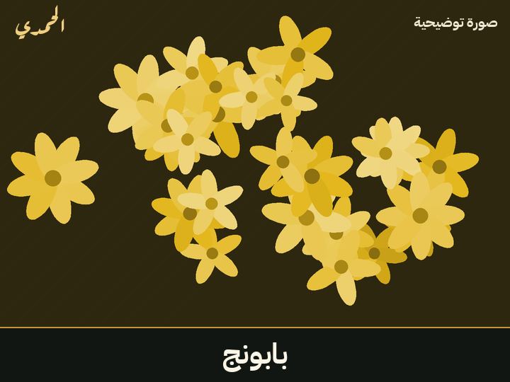 بابونج