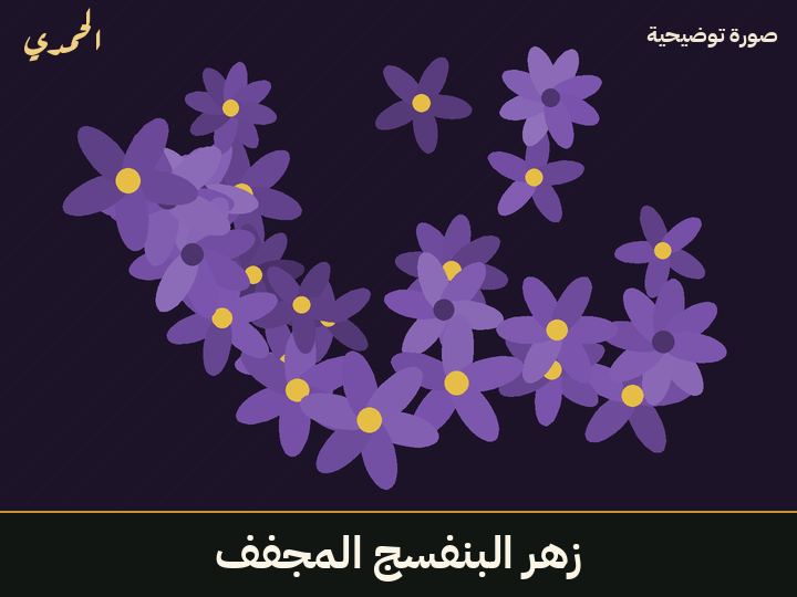 زهر البنفسج المجفف