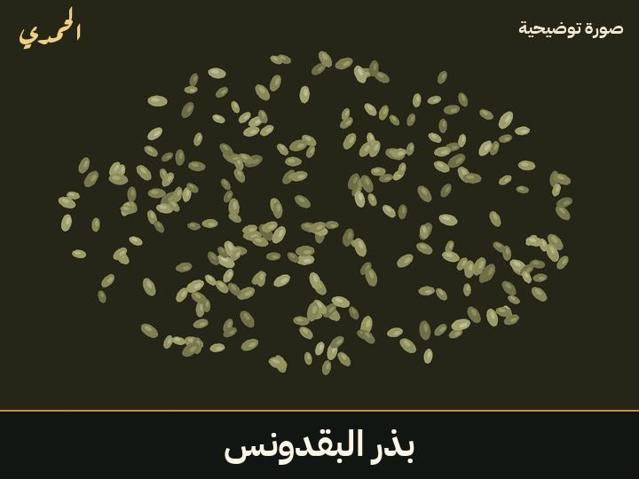 بذر البقدونس