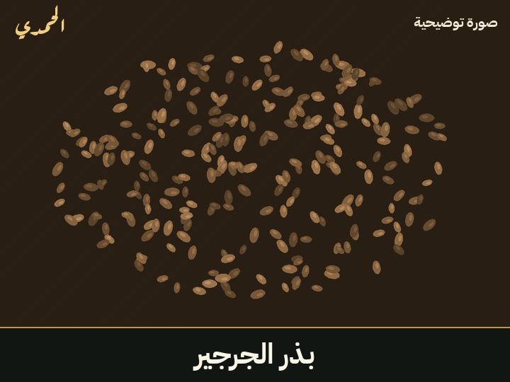 بذر الجرجير