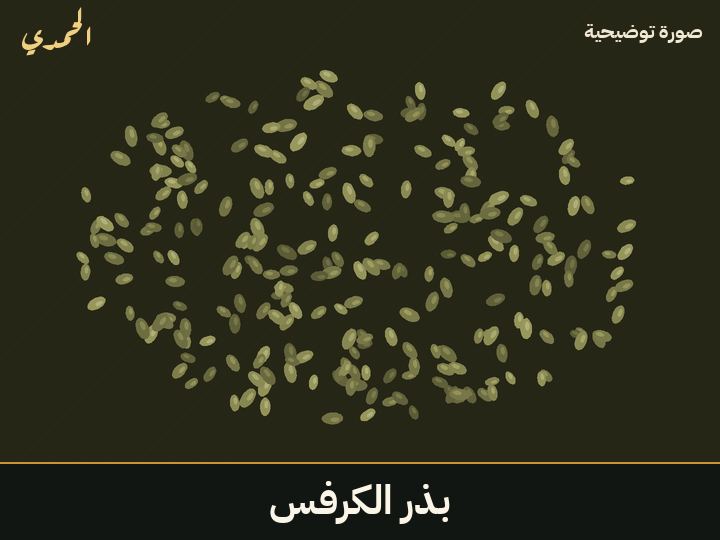 بذر الكرفس