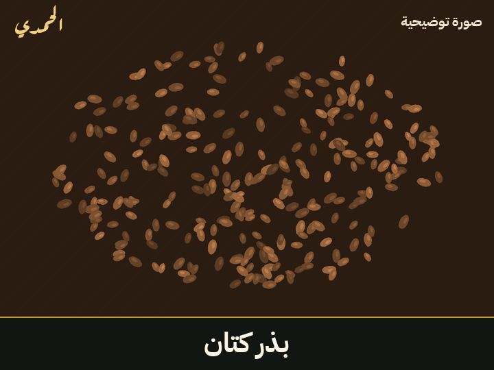 بذر كتان