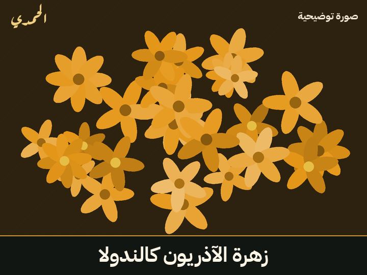 زهرة الآذريون (كالندولا)