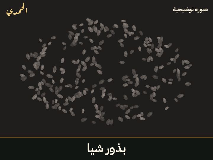 بذور شيا