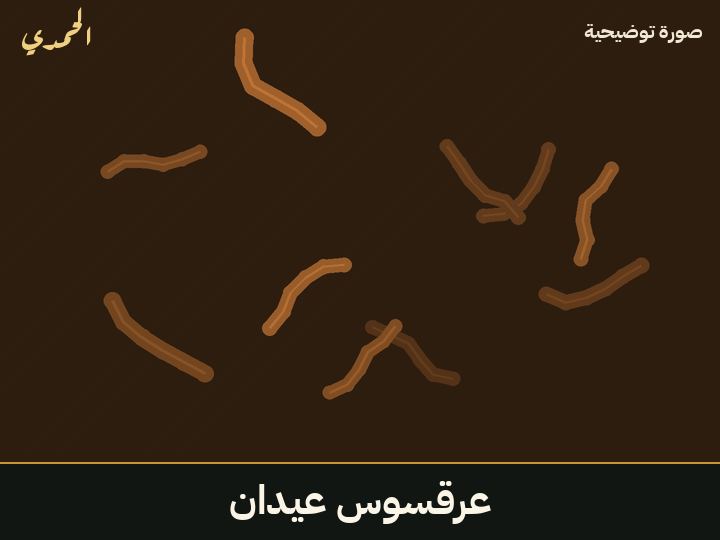 عرقسوس عيدان