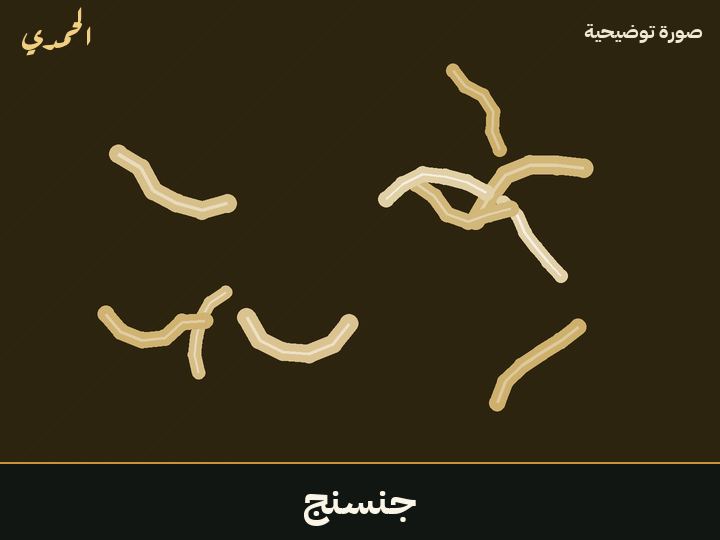 جنسنج