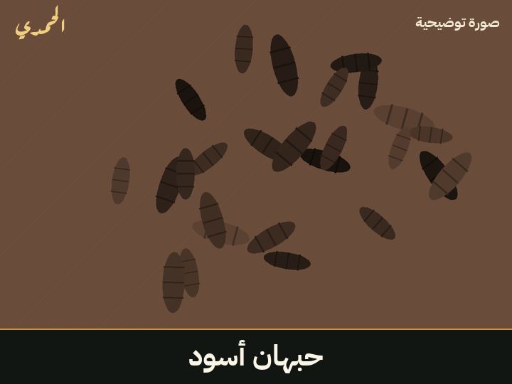 حبهان أسود
