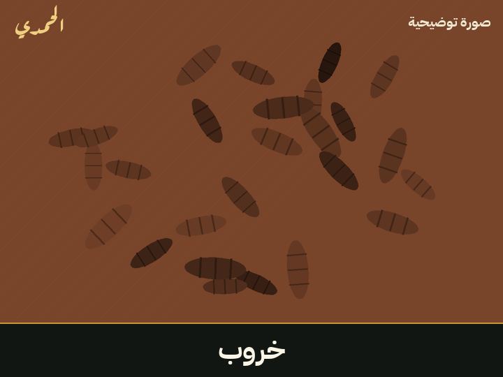 خروب