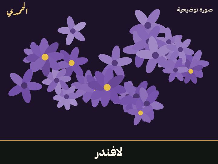 لافندر