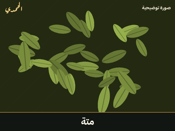 متة