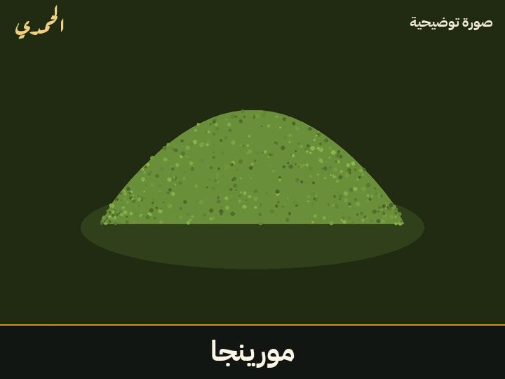 مورينجا