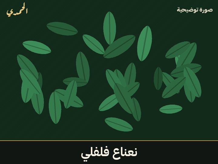 نعناع فلفلي