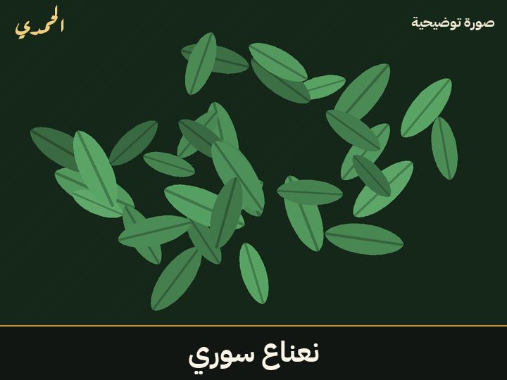 نعناع سوري
