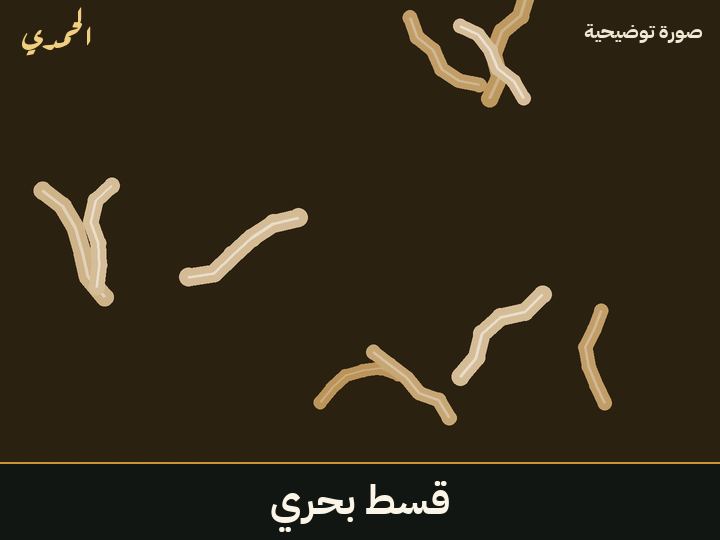 قسط بحري