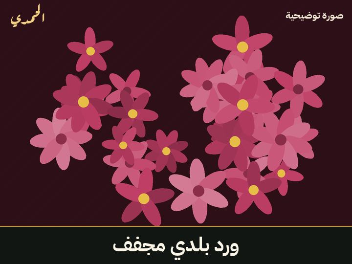 ورد بلدي مجفف