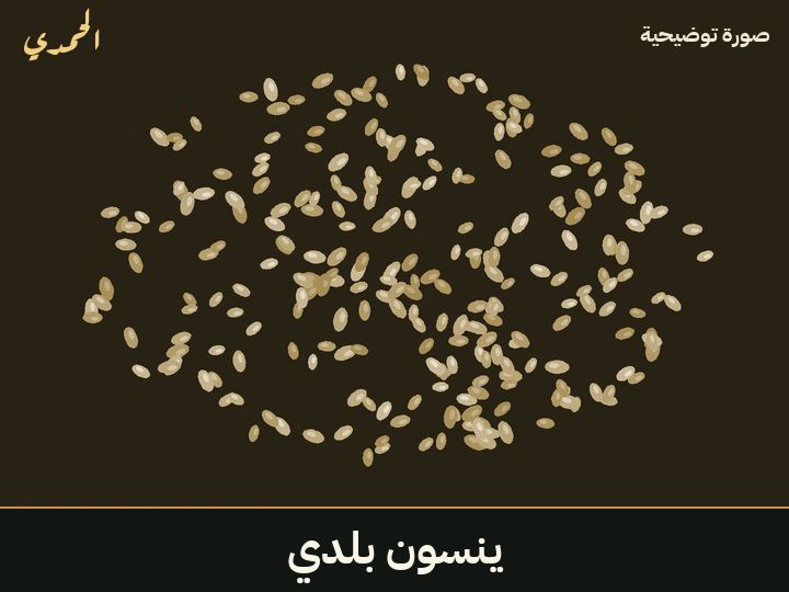 ينسون بلدي