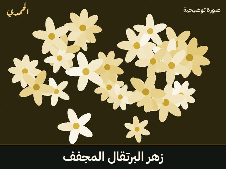 زهر البرتقال المجفف